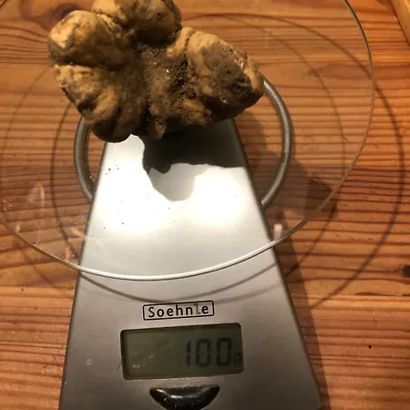 Moglietta Host In Langhe * Albaretto della Torre