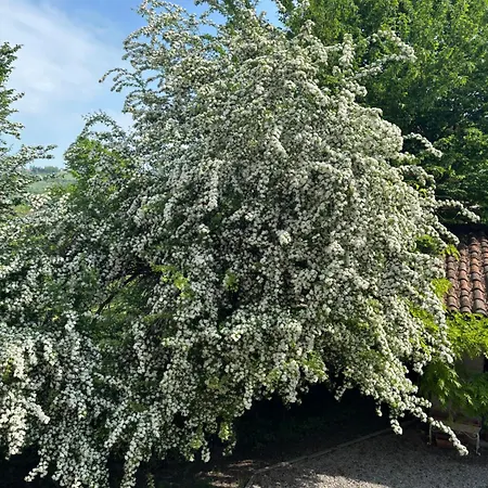 Moglietta Host In Langhe